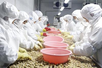 湖北省罗田县:新上9条自动化生产线,罗田板栗向休闲食品转型升级