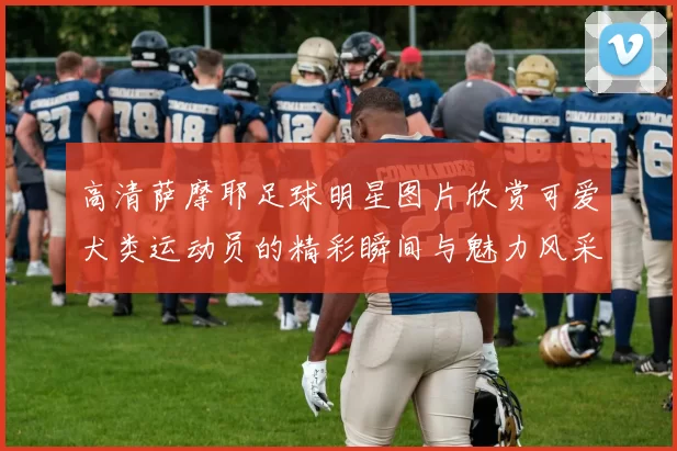 高清萨摩耶足球明星图片欣赏可爱犬类运动员的精彩瞬间与魅力风采
