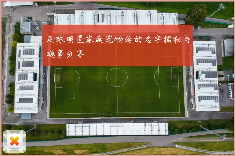 足球明星家庭宠物狗的名字揭秘与趣事分享